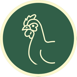 Ayam Kampung Haytung